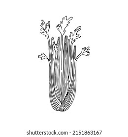 Celery hand drawn sketch vector doodle illustration. Green vegetables healthy food clipart