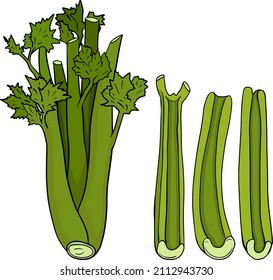 Celery hand drawn vector illustration. Coloring pages. Vegetable in sketch style. Detailed vegetarian food drawing. Farm market product