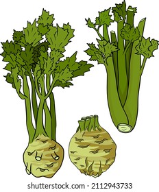 Ilustración vectorial dibujada a mano de apio. Coloriendo páginas. Verduras en forma de boceto. Dibujo detallado de comida vegetariana. Producto del mercado agrícola