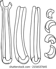 Celery hand drawn vector illustration. Coloring pages. Vegetable in sketch style. Farm market product