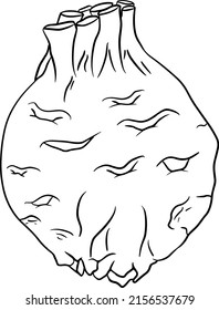 Celery hand drawn vector illustration. Coloring pages. Vegetable in sketch style. Farm market product