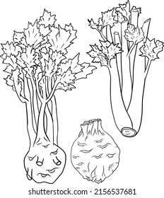 Celery hand drawn vector illustration. Coloring pages. Vegetable in sketch style. Farm market product