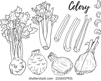 Celery hand drawn vector illustration. Coloring pages. Vegetable in sketch style. Farm market product