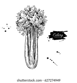 Celery hand drawn vector illustration. Isolated Vegetable engraved style object. Detailed vegetarian food drawing. Farm market product. Great for menu, label, icon