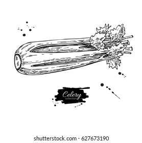 Celery hand drawn vector illustration. Isolated Vegetable engraved style object. Detailed vegetarian food drawing. Farm market product. Great for menu, label, icon