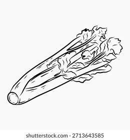 Celery handdrawn vector art illustration, simple sketch 