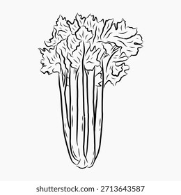 Celery handdrawn vector art illustration, simple sketch 