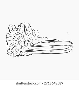 Ilustración de Arte vectorial dibujado a mano de apio, boceto simple 