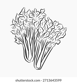 Ilustración de Arte vectorial dibujado a mano de apio, boceto simple 