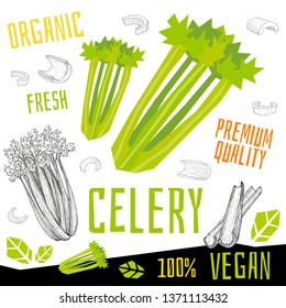 Celery icon label fresh organic vegetable, vegetables nuts herbs spice condiment color graphic design vegan food. Hand drawn vector illustrations.