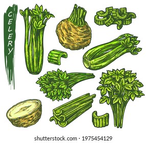 Celery icons set, sketch of green vegetable plant