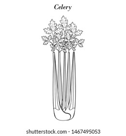 Celery illustration outline on the white background. Vector illustration
