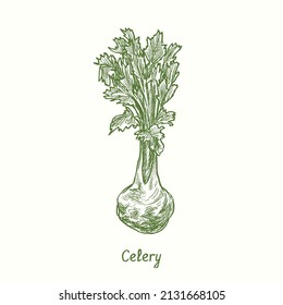 Celery.  Ink black and white doodle drawing in woodcut style