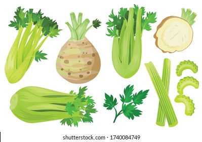 Celery isolated cartoon set icon. Vector cartoon set icon vegetable. Vector illustration celery on white background.