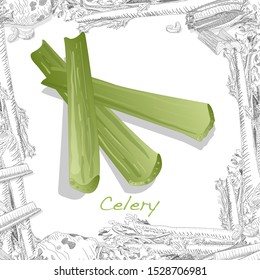 Celery isolated on white backgrond. Vector illustration. 
