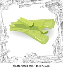 Celery isolated on white backgrond. Vector illustration. 