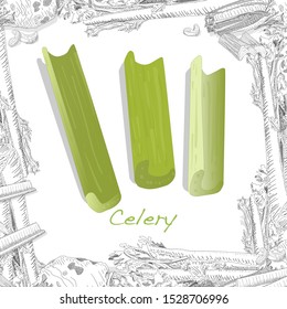 Celery isolated on white backgrond. Vector illustration. 