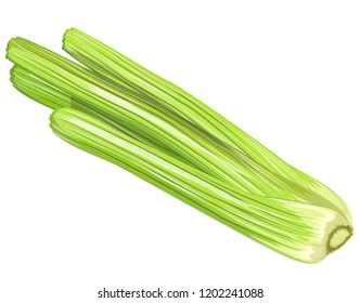 Celery isolated on white background. Vector illustration.