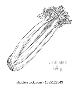 Celery isolated on white background. Vector illustration in sketch style.