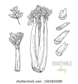 Celery isolated on white background. Vector illustration in sketch style.