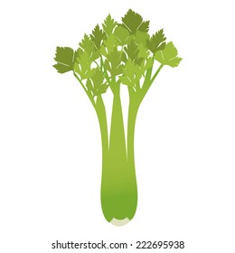 Celery. Celery isolated on a white background.