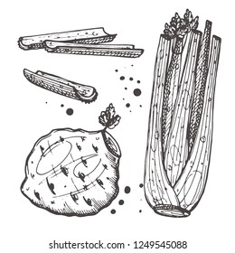 Celery isolated set. Hand drawn vector illustration. Can be used for street festival, farmers market, country fair, shop, menu, cafe, restaurant, poster, banner.