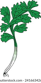 Celery leaf vector graphic line art illustration.
Suitable for wallpaper, book illustrations, coloring and other purposes.