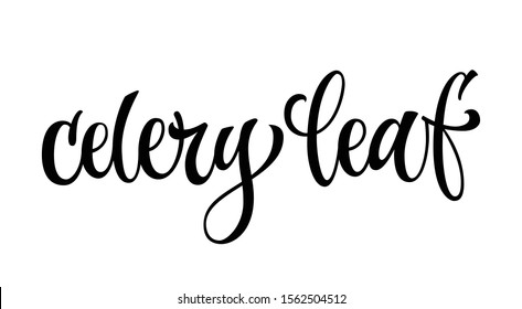 Celery leaf - vector hand drawn calligraphy style lettering word. Isolated script spice text label. Labels, shop design, cafe decore etc