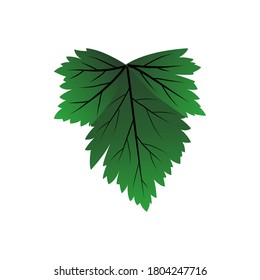 ilustración vectorial de la hoja de apio. comida vegetal natural. 