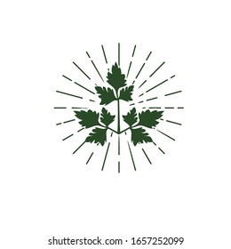 hojas de apio vectoriales en color verde
