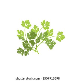 celery leaves vector illustration design.