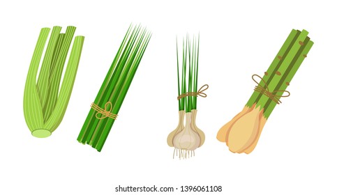 Celery, lemongrass, chives, garlic. Natural botanical set culinary herbs, spices for cooking, food. Healthy, environmentally friendly natural vegetation. Green eco-friendly clean herbs isolated vector