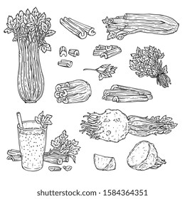 Celery line drawing set - whole vegetable, chopped stalks, leaves, root and smoothie drink. Isolated flat monochrome vector illustration on white background.