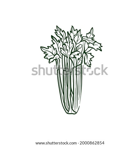 Celery Line vector illustration. Detailed Food icon for mobile concept, print, menu, and web apps. For for restaurant, bar, vegan, healthy and organic food, market, farmers market.