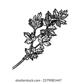 Celery or parsley. A hand-drawn vector graphic illustration. Black and white image of spicy greens. she stands out in the background. Perfect for menus, recipe books, packages, labels, and more.