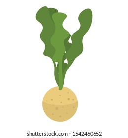 Celery plant icon. Isometric of celery plant vector icon for web design isolated on white background