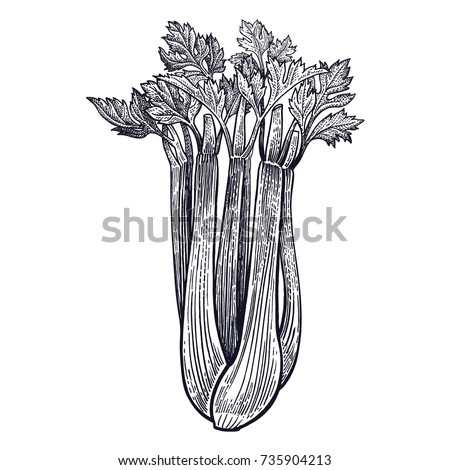 Celery. Plant isolated. Vegetarian food for design menu, recipes, decoration kitchen items. White and black. Vector illustration art. Hand drawing of vegetables. Vintage engraving.