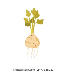 Celery plant with ripe celeriac tuber harvest, roots, green leaves on stalk vector illustration