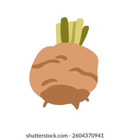 Celery root. Celeriac vegetable with green top stems. Fresh raw crop icon. Organic natural spice, food. Healthy diet vitamin nutrition. Flat graphic vector illustration isolated on white background