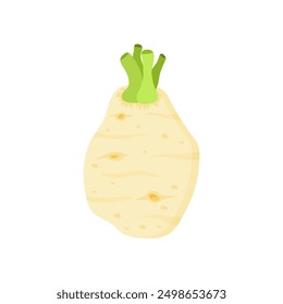 celery root flat design vector illustration isolated on white background. Icon of celeriac herb. Raw fresh vegetable. Aromatic food plant. Tuber of celeriac or knob celery  with green stalk shoots