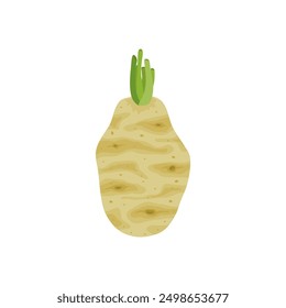 celery root flat design vector illustration isolated on white background. Icon of celeriac herb. Raw fresh vegetable. Aromatic food plant. Tuber of celeriac or knob celery  with green stalk shoots