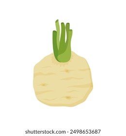 celery root flat design vector illustration isolated on white background. Icon of celeriac herb. Raw fresh vegetable. Aromatic food plant. Tuber of celeriac or knob celery  with green stalk shoots