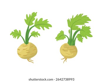 Celery root. Flat vector clipart, illustration with isolated background.