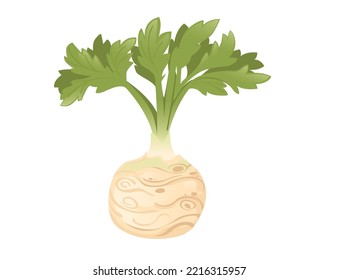 Celery root with green stem cartoon vegetable plant vector illustration isolated on white background