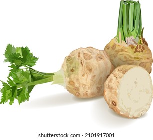 Celery root, celery root with leaves, half celery root for banners, flyers, posters, social media. Fresh organic and healthy, vegetarian vegetables. Vector illustration isolated on white background