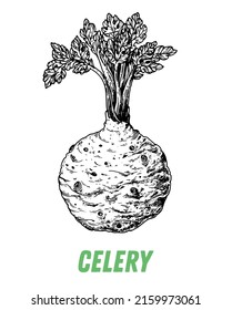 Celery root sketch. Hand drawn vector illustration. Engraved image. Celery root vegetable hand drawn sketch.