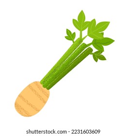 Celery root vector icon. Cartoon vector icon isolated on white background celery root.