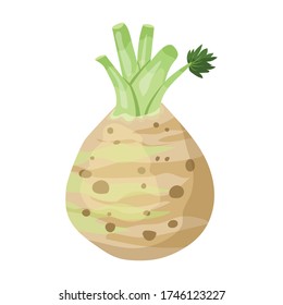 Celery root vector icon.Cartoon vector icon isolated on white background celery root.
