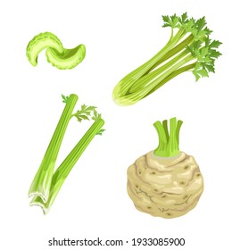 Celery set. Cartoon style. Root and stem, whole and cut. Farm fresh vegetable icons. Vector illustrations isolated on white background.