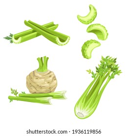 Celery set. Cartoon style. Root and stem, whole and cut. Farm fresh vegetable icons. Vector illustrations isolated on white background.